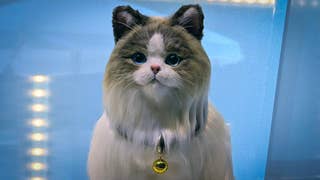A photo of a gigantic and lifeline long-haired cat. It stares - it does nothing but stare. What will it do next?